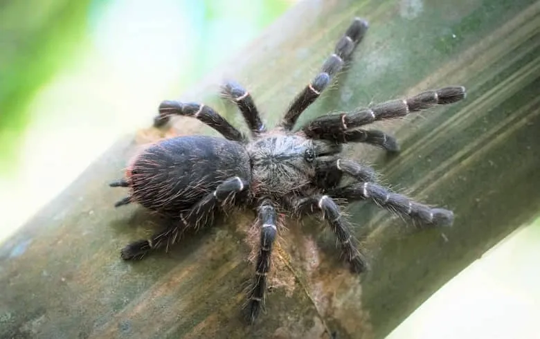 /img/16447-spider-eating.webp