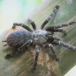 /img/16447-spider-eating.webp