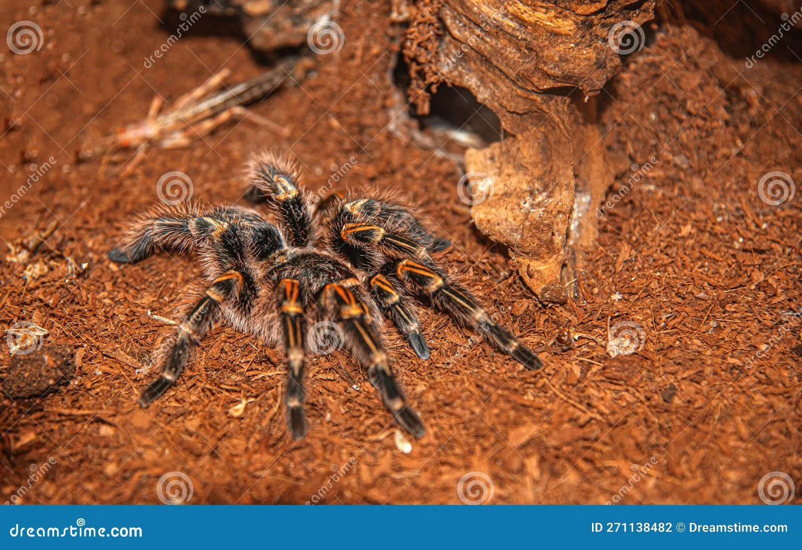 16447 tarantula eating