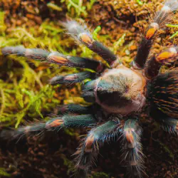 /img/16448-obt-tarantula-molting.webp