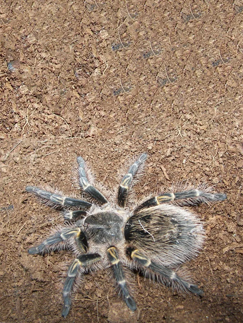 16449 chaco golden knee tarantula bite symptoms