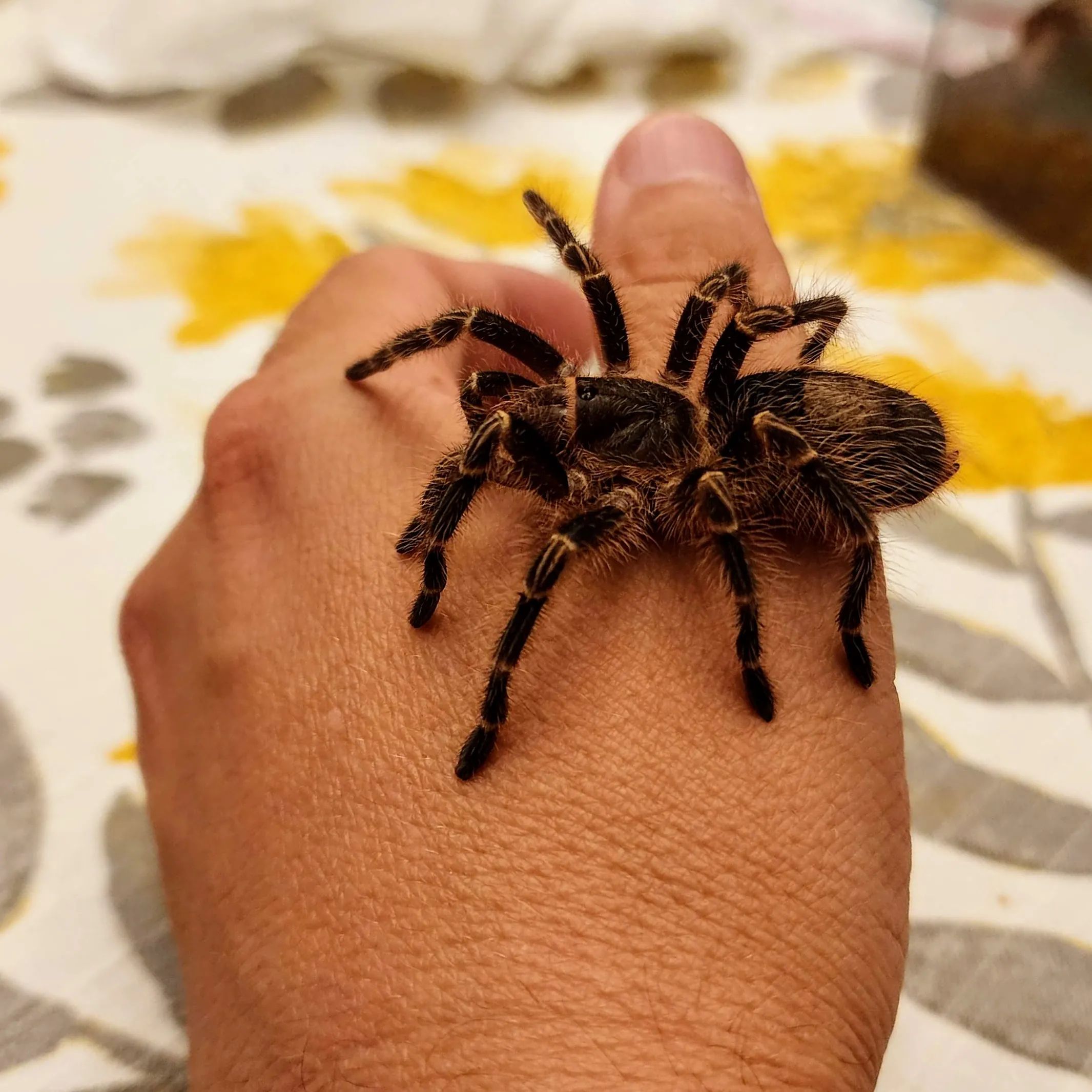 16449 chaco golden knee tarantula first aid