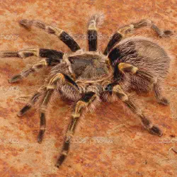 /img/16449-chaco-golden-knee-tarantula-habitat.webp