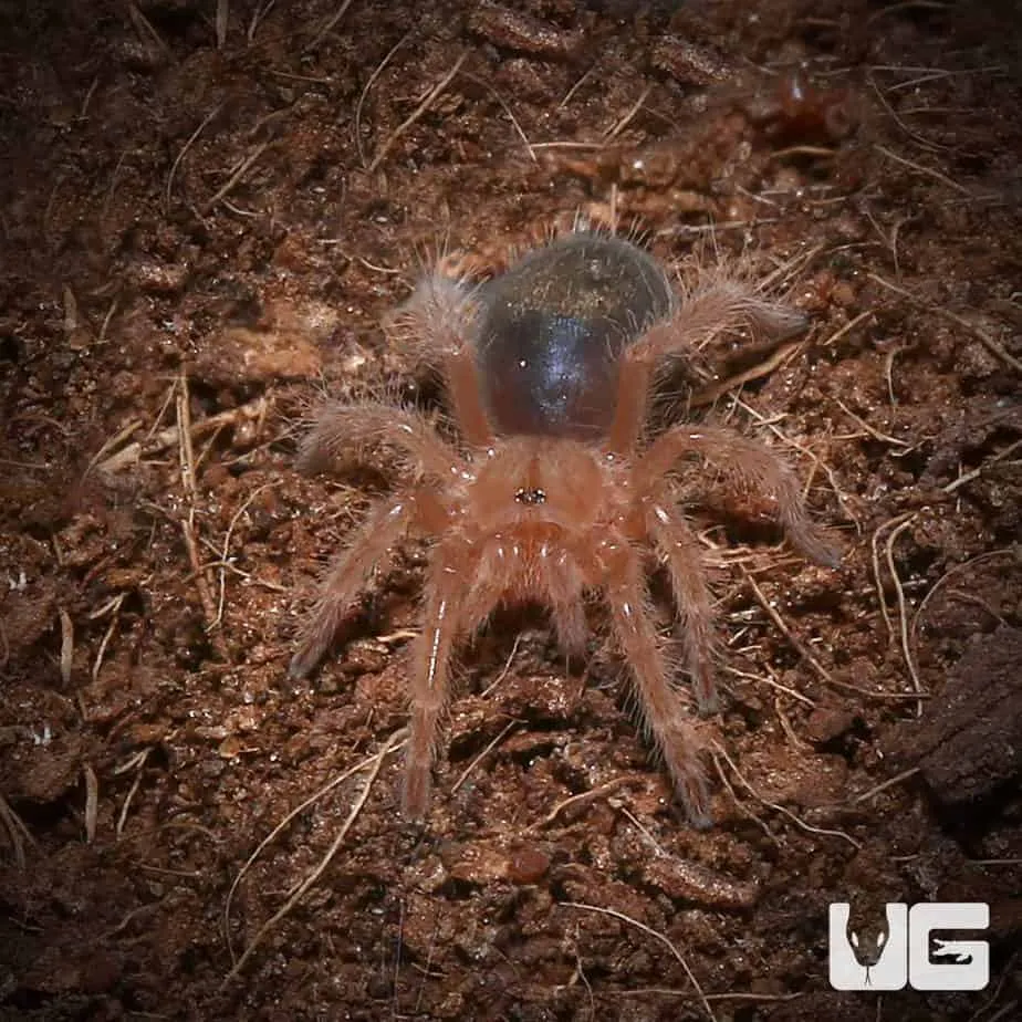 16449 chaco golden knee tarantula venom