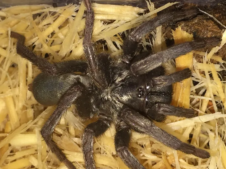 16455 ebony tarantula close up