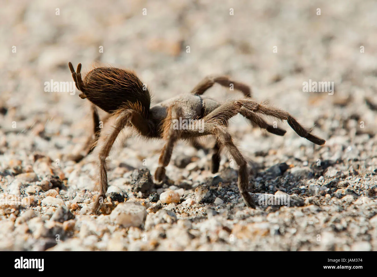 16455 ebony tarantula feeding