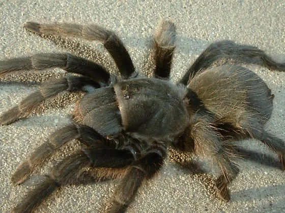 /img/16455-ebony-tarantula-handling.webp