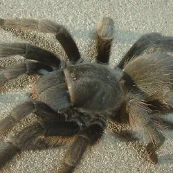 /img/16455-ebony-tarantula-handling.webp