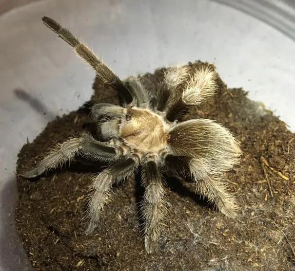 16455 ebony tarantula molting