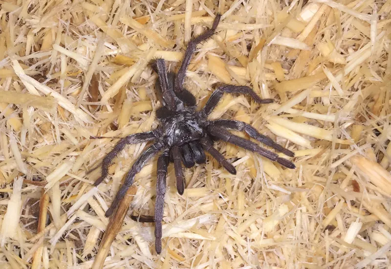 16455 ebony tarantula overview