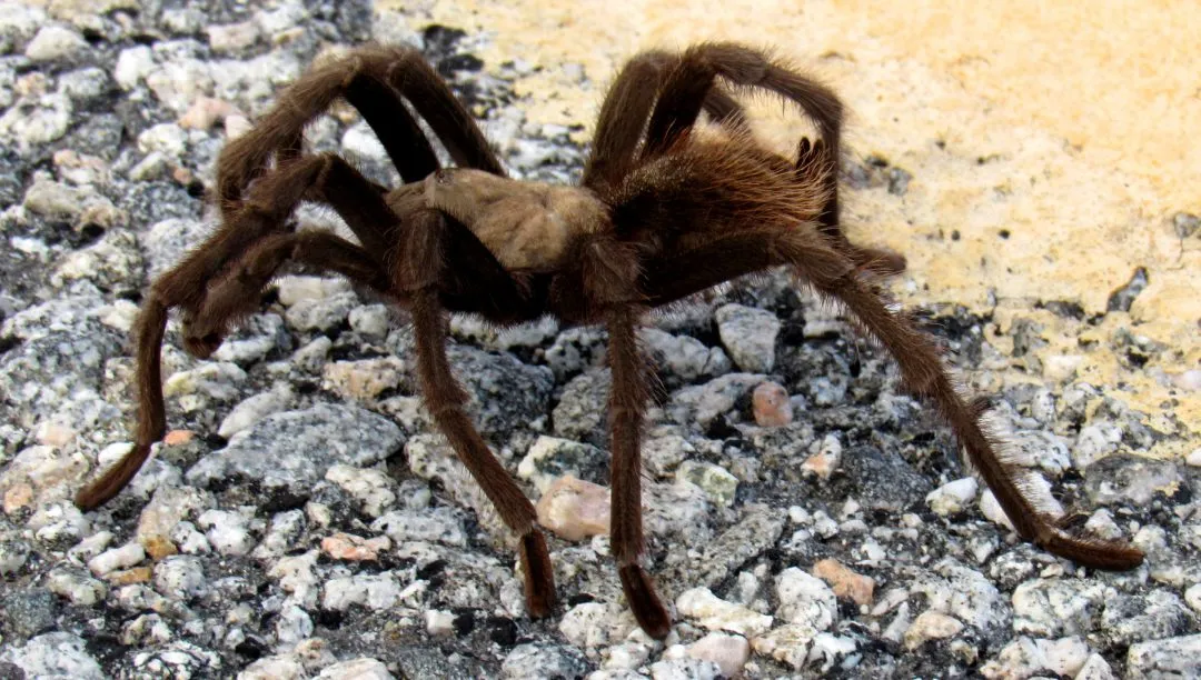 16456 healthy tarantula
