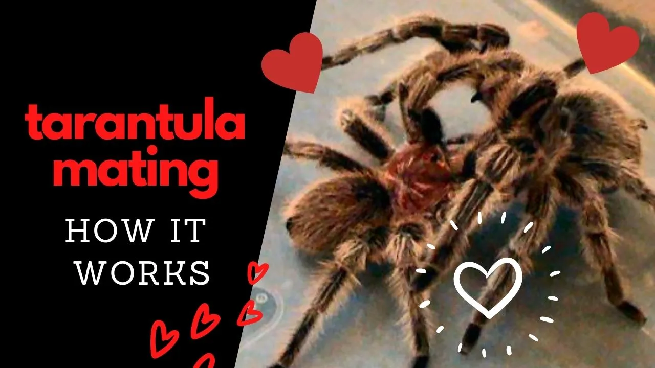 16456 tarantula breeding environment