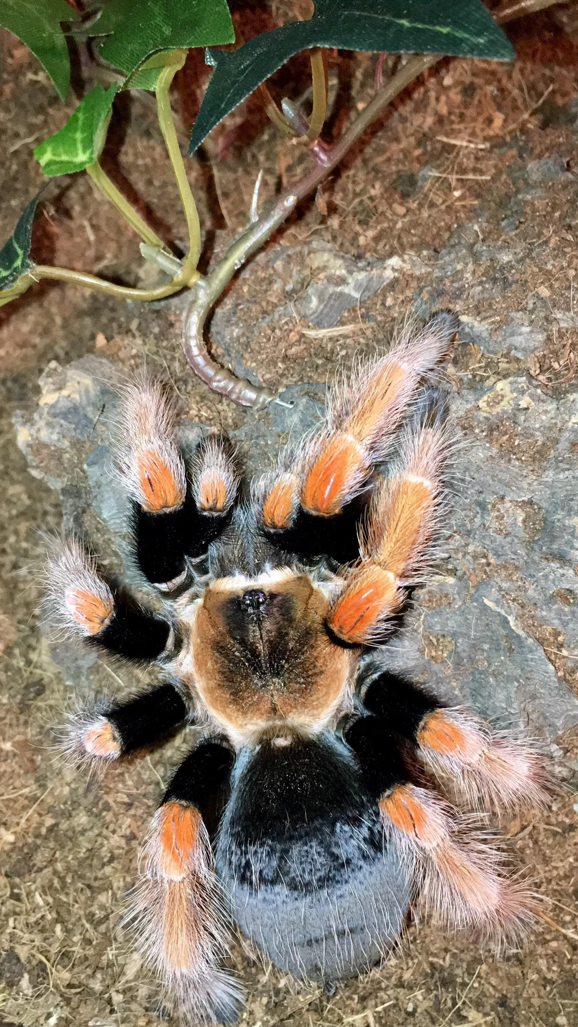 16456 tarantula spiderling feeding