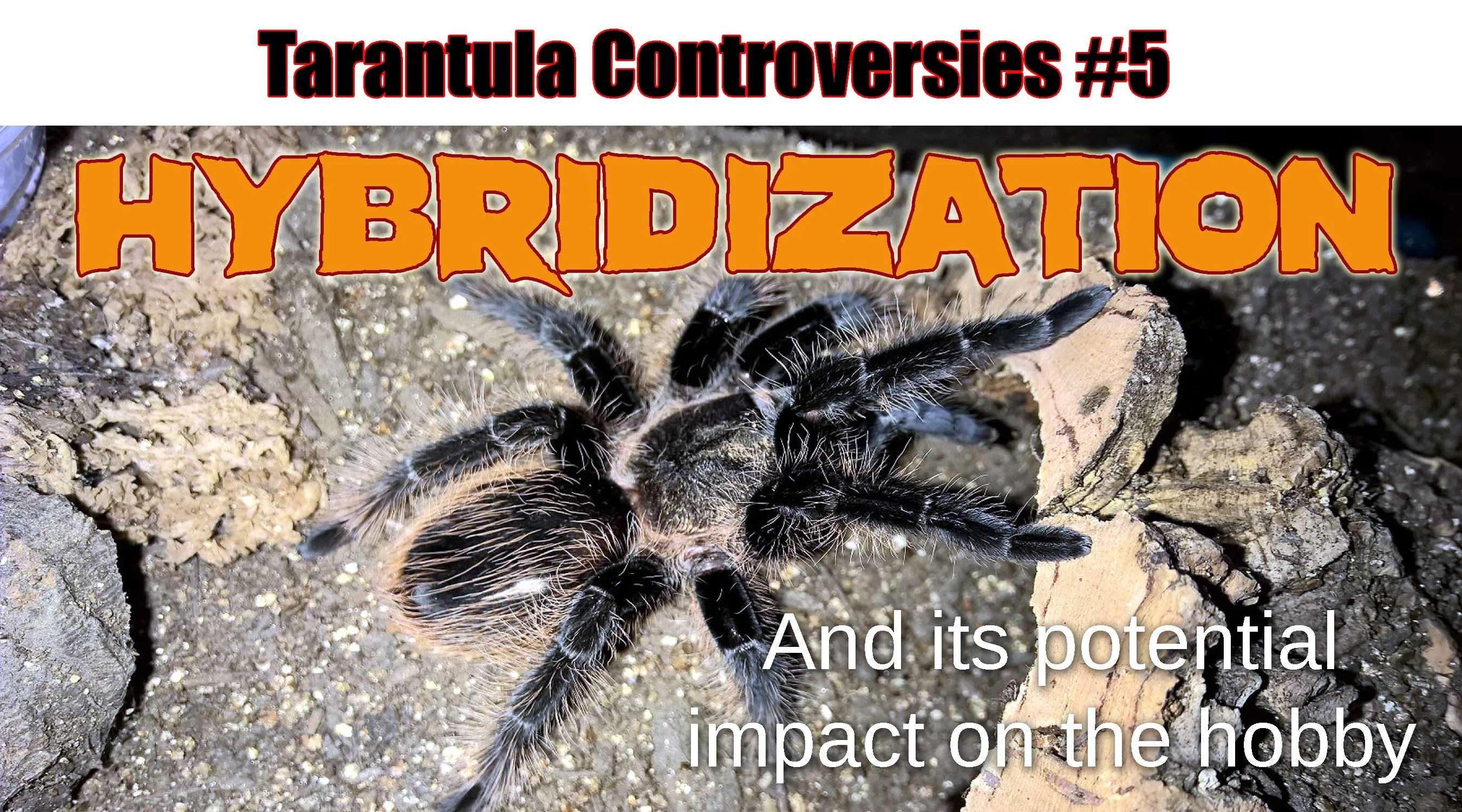 16456 tarantula spiderlings