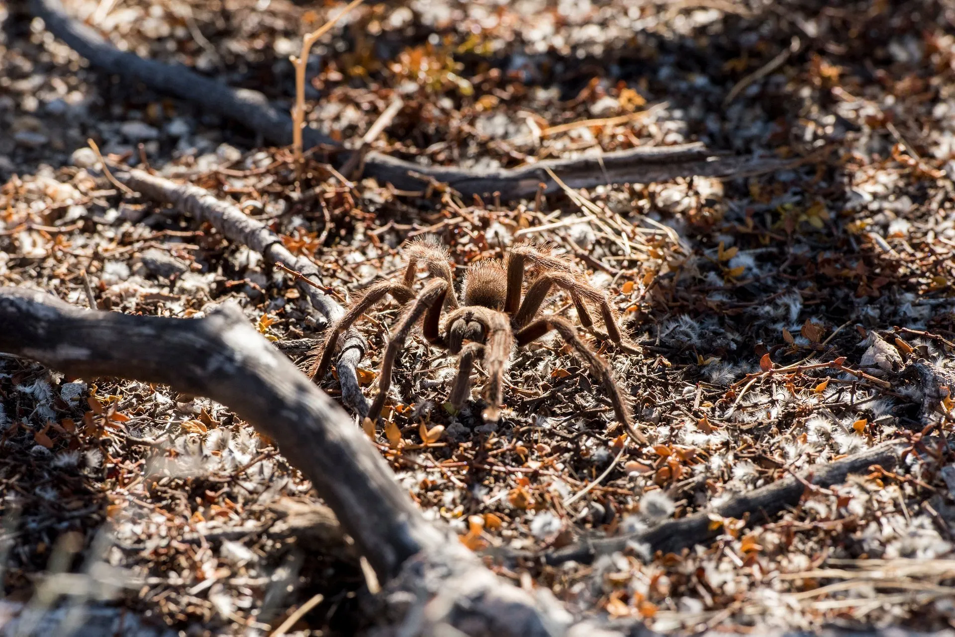 /img/16457-tarantula-migration-safety.webp