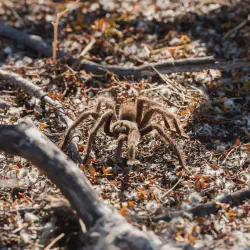 /img/16457-tarantula-migration-safety.webp