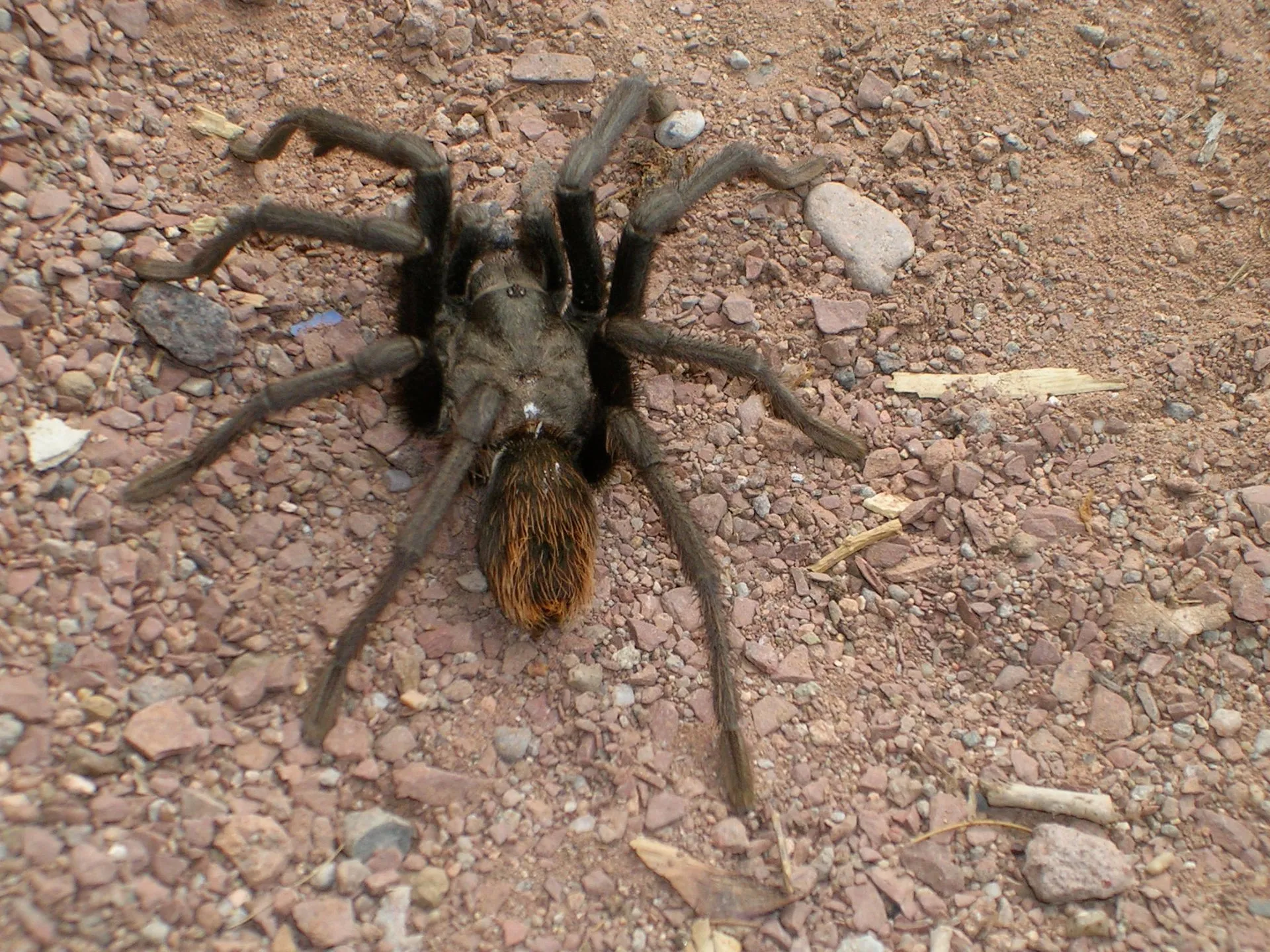 16457 tarantula migration timing
