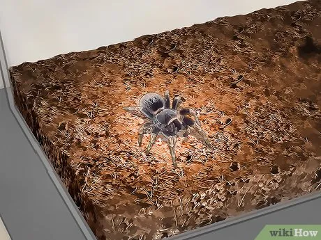 16458 tarantula enclosure