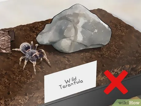 16458 tarantula feeding