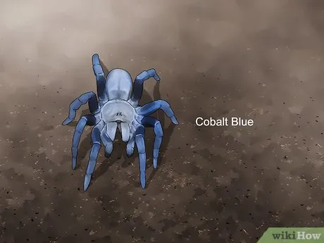 16458 tarantula handling