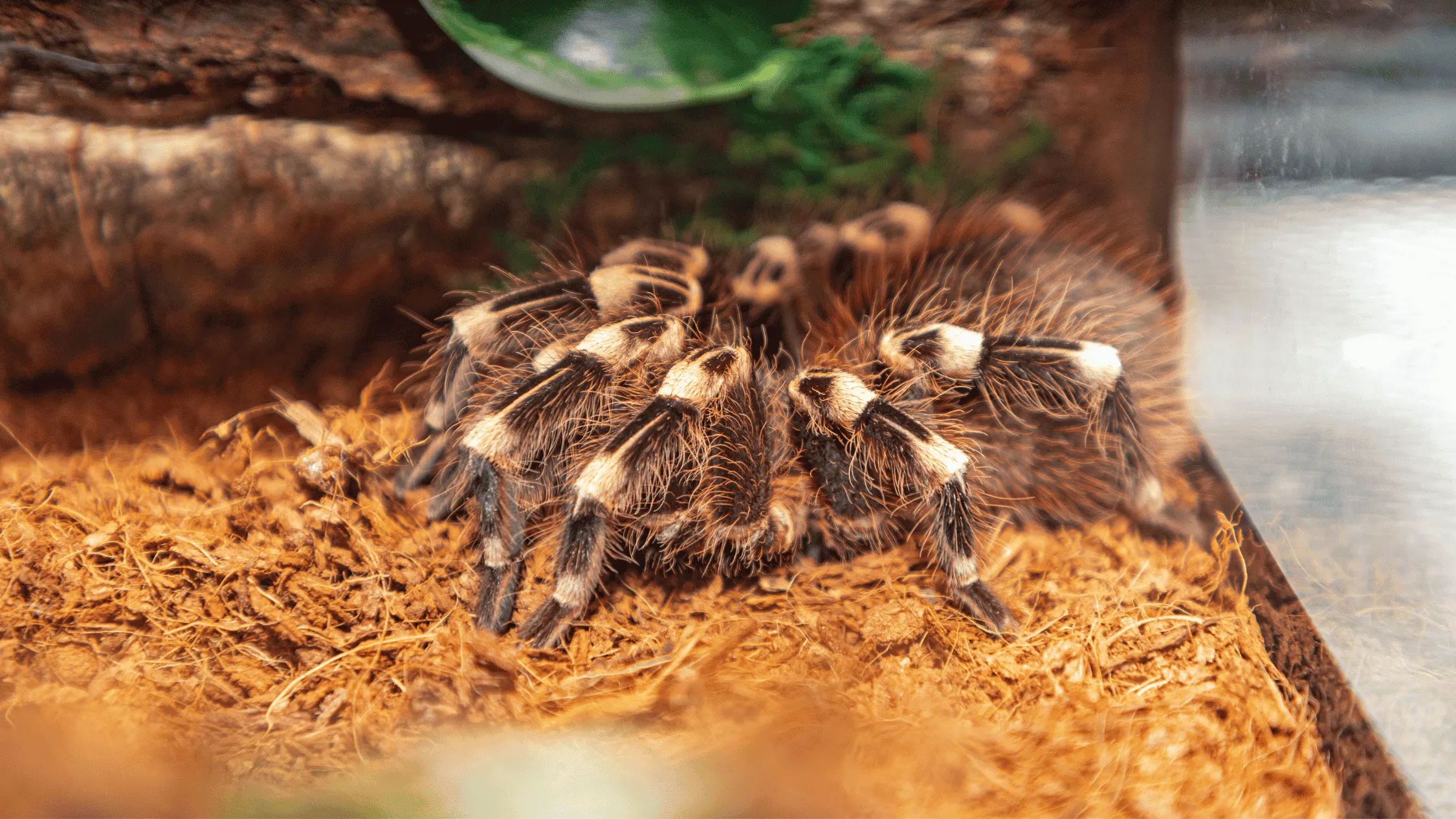 /img/16458-tarantula-health.webp
