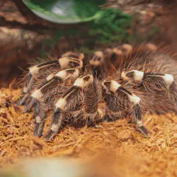 /img/16458-tarantula-health.webp