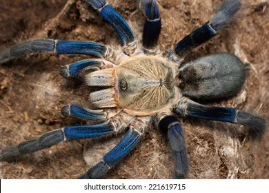 16459 cobalt blue tarantula feeding schedule