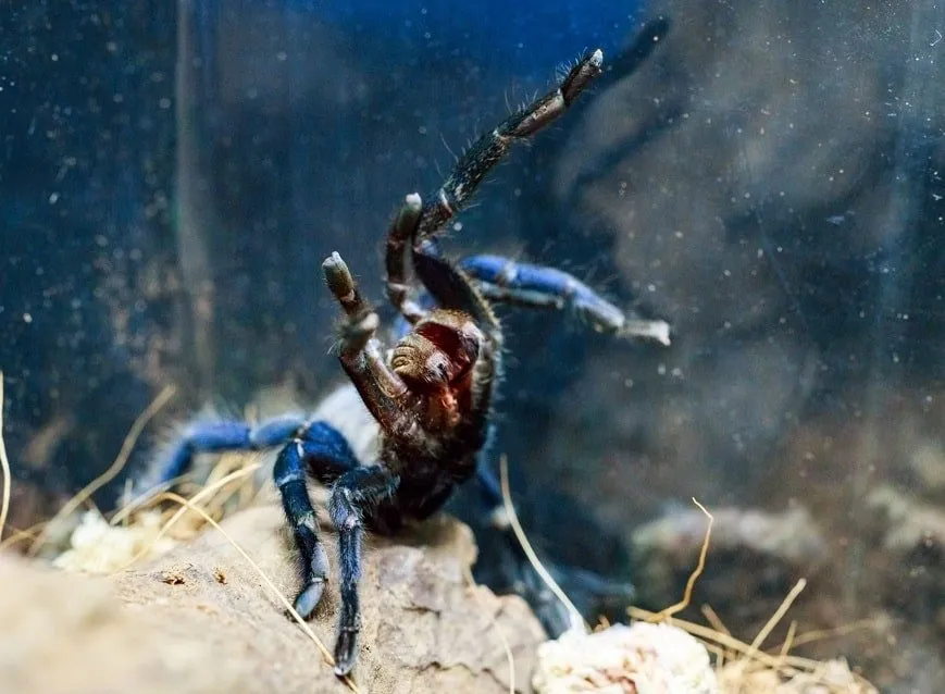 16459 cobalt blue tarantula handling