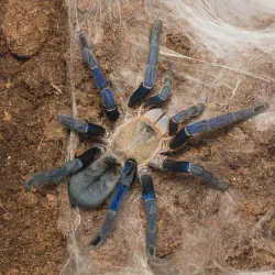 /img/16459-cobalt-blue-tarantula-overfeeding.webp