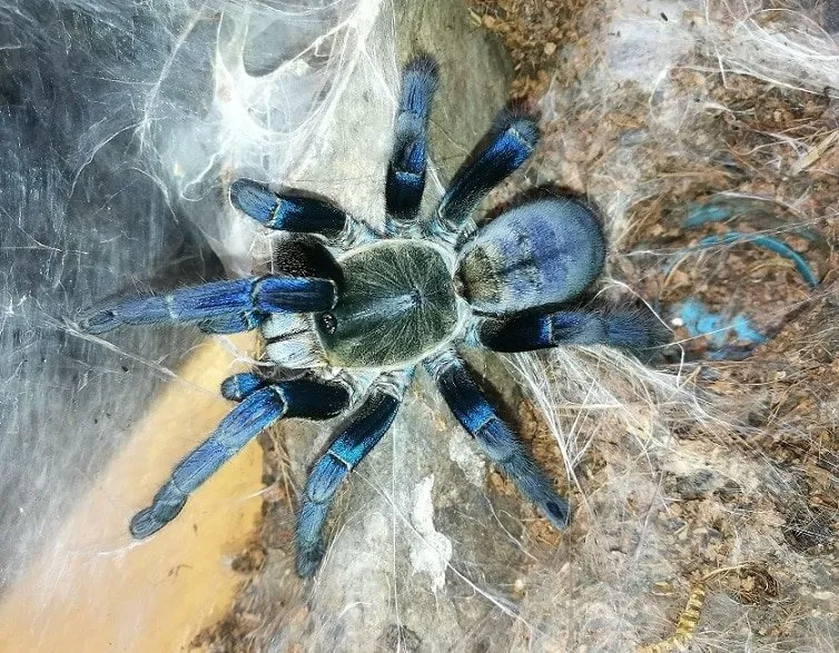 16459 cobalt blue tarantula water dish