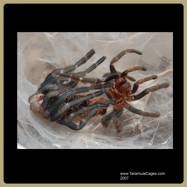 16460 test execution monitoring