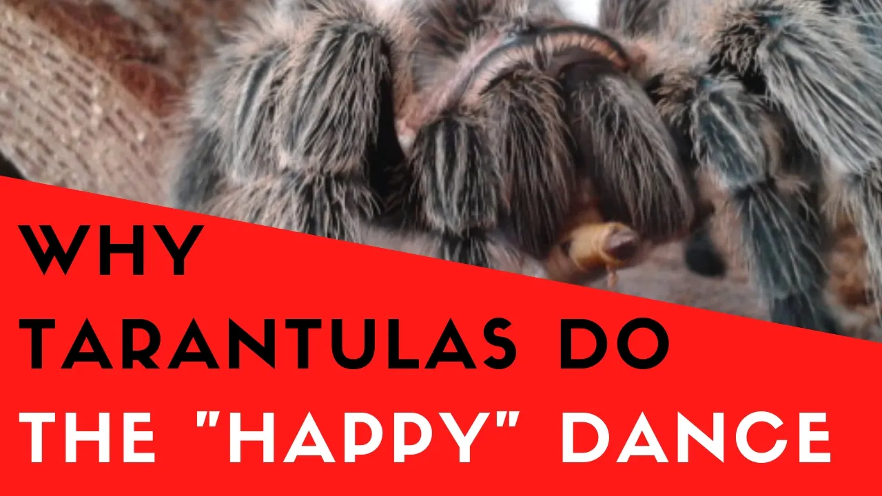 16461 tarantula dancing