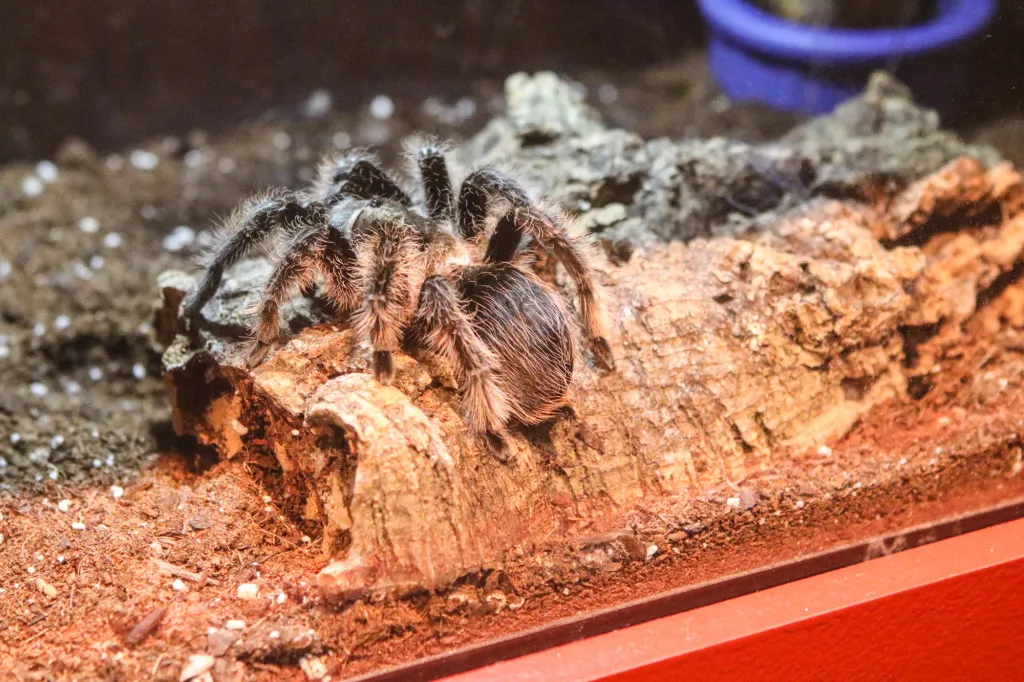 16461 tarantula mating
