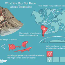 /img/16462-tarantula-care.webp