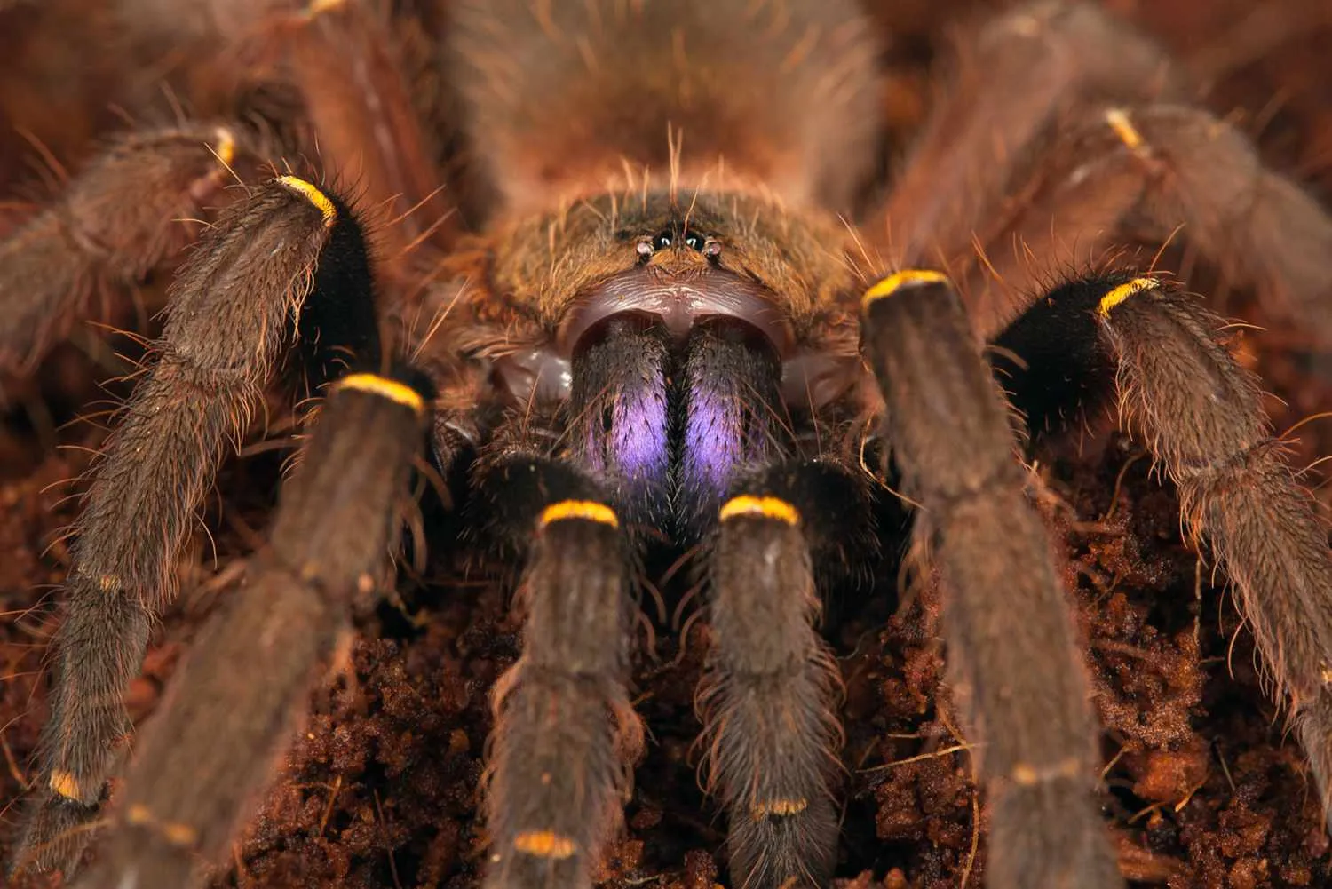 16462 tarantula sensory
