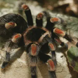 /img/16464-red-knee-tarantula-enclosure.webp