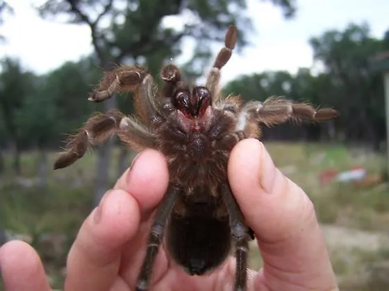 16466 texas brown tarantula handling