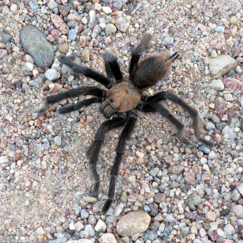 16466 texas brown tarantula male female
