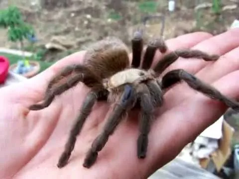 16466 texas brown tarantula molting