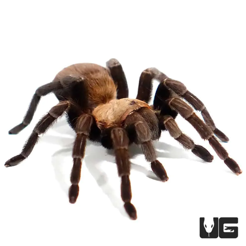 /img/16466-texas-brown-tarantula.webp