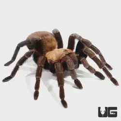 /img/16466-texas-brown-tarantula.webp