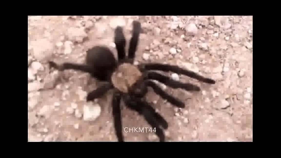 16467 tarantula video editing