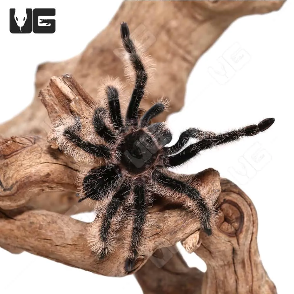 16469 curly hair tarantula feeding