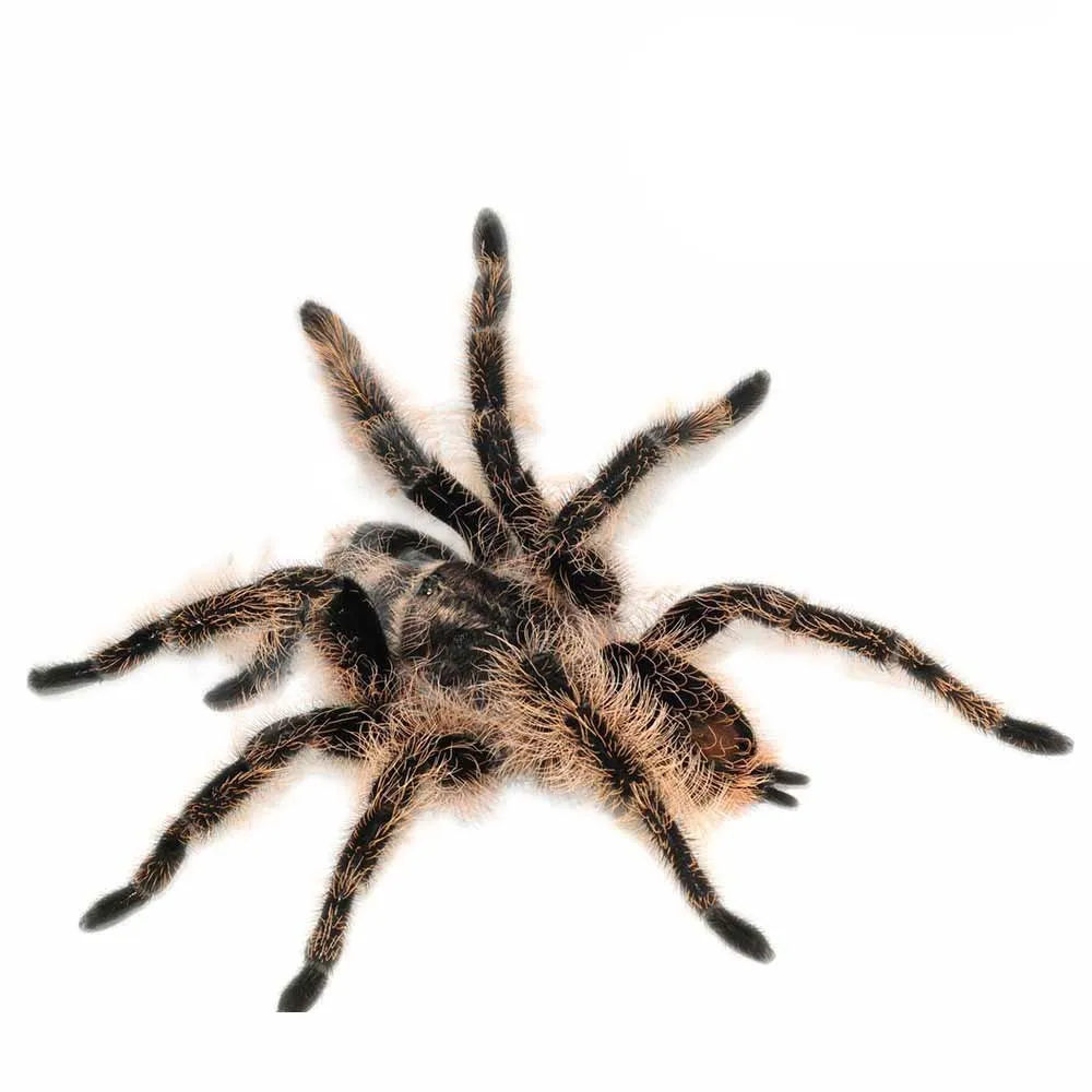 16469 curly hair tarantula juvenile