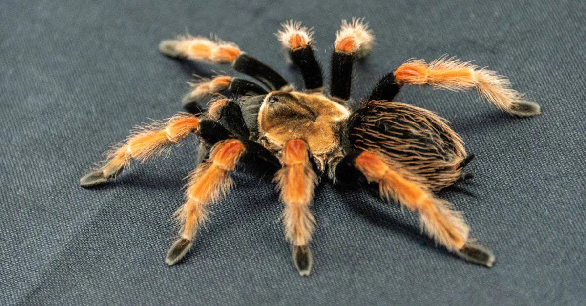 /img/16473-tarantula-molting.webp