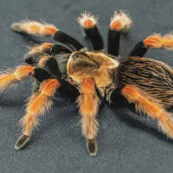/img/16473-tarantula-molting.webp