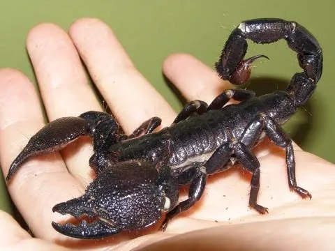16474 emperor scorpion size