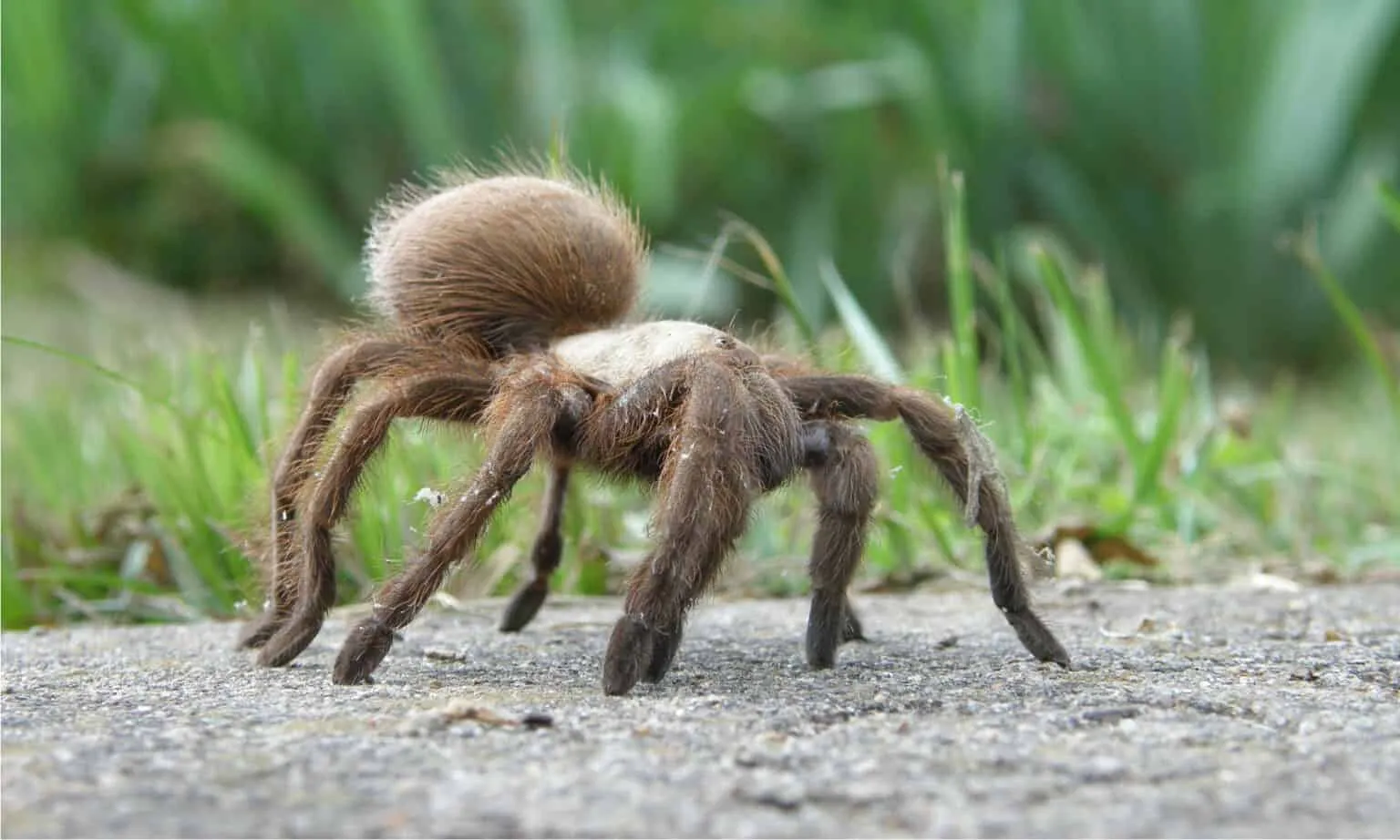 /img/16474-goliath-tarantula-diet.webp