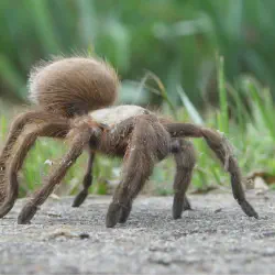/img/16474-goliath-tarantula-diet.webp