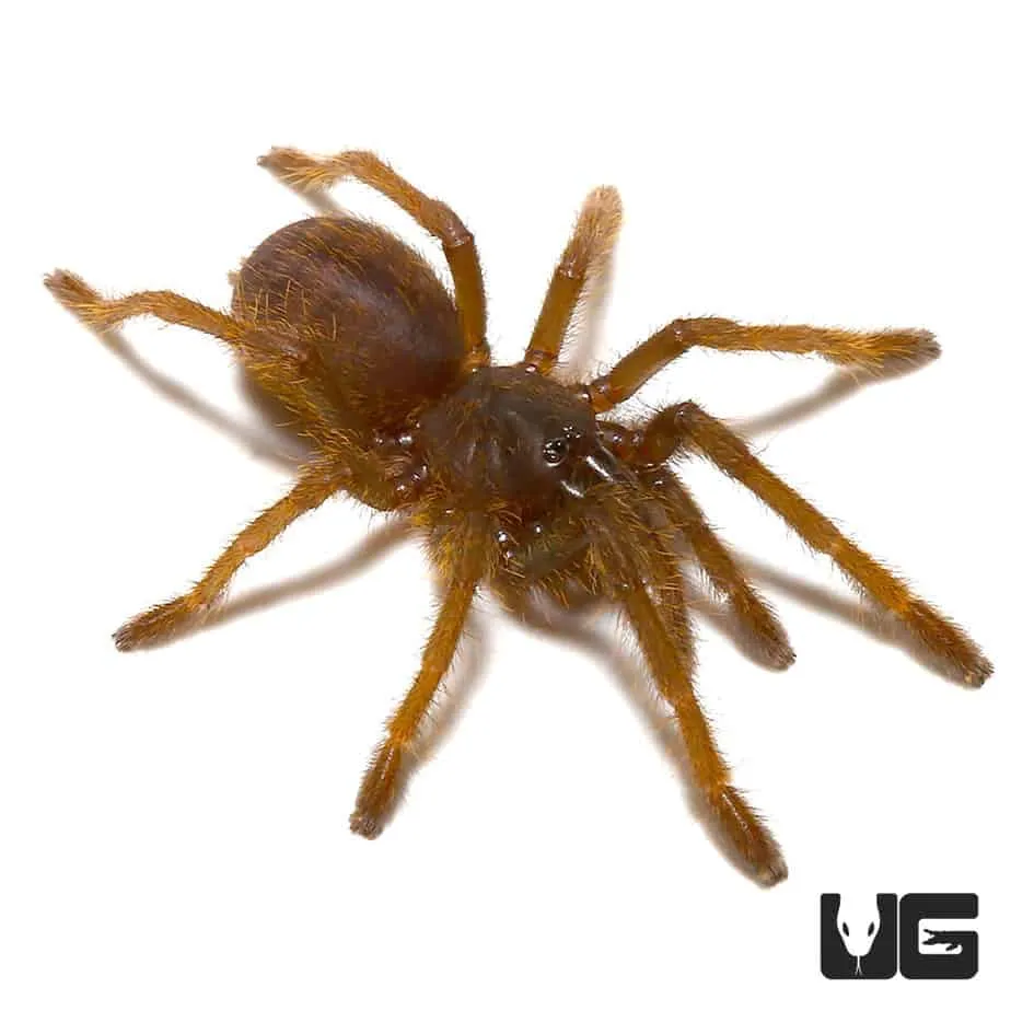 16475 tarantula ganjagold habitat